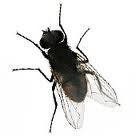 Eradicate Pest Control Specialists Ltd 375371 Image 0